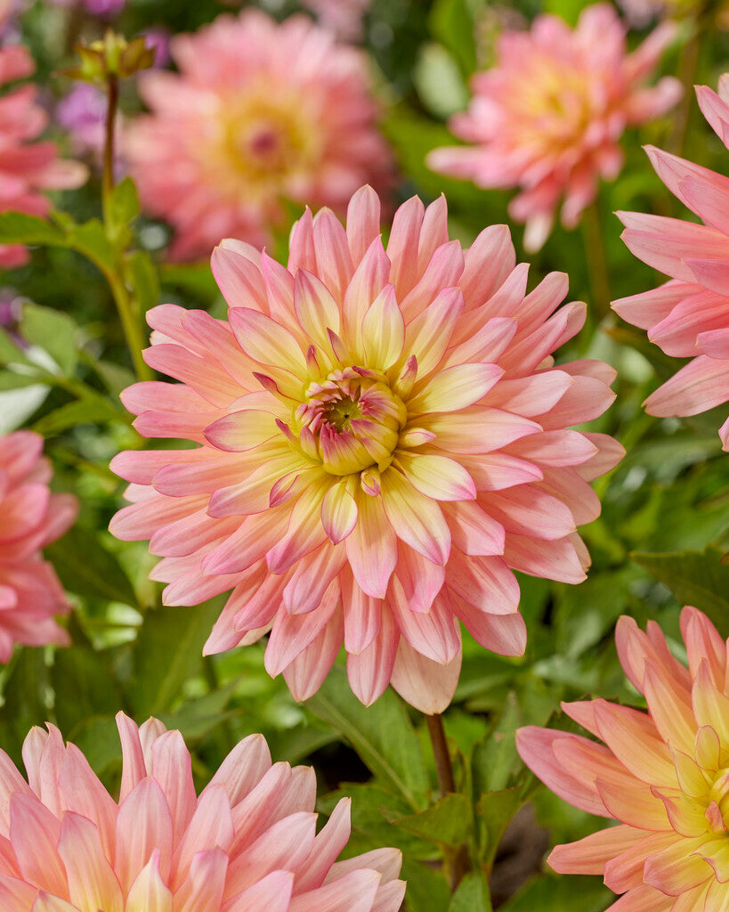 Dahlia Border Ecstasy 1-pakning